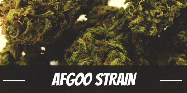 Afgoo Strain