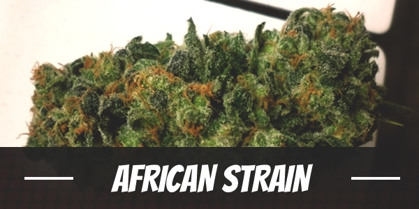 African Strain