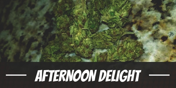 Afternoon Delight Strain