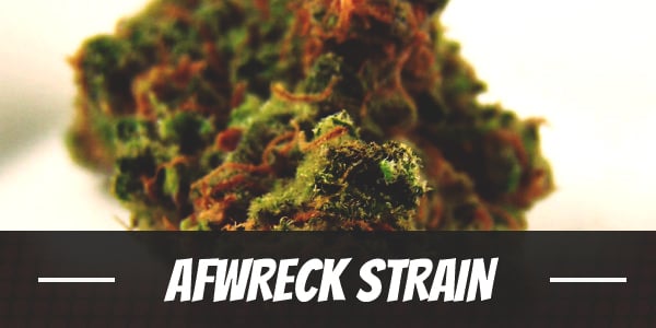 Afwreck Strain