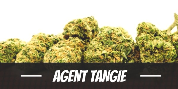 Agent Tangie