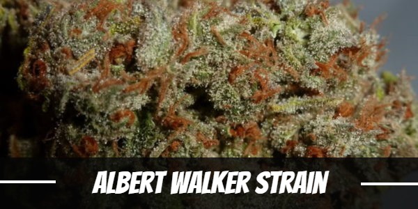 Albert Walker Strain