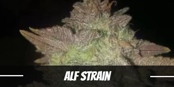 Alf Strain