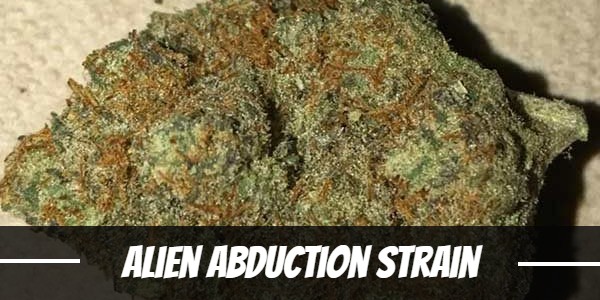 Alien Abduction Strain