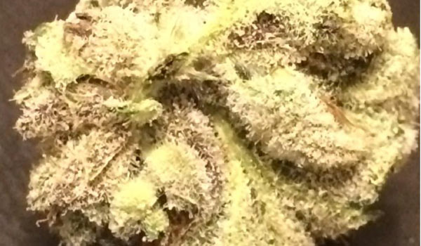 Alien Abduction Strain Medical