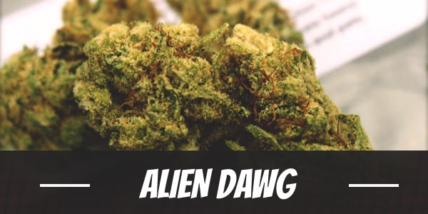 Alien Dawg