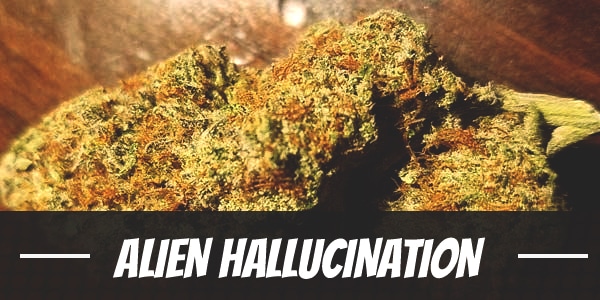 Hallucination