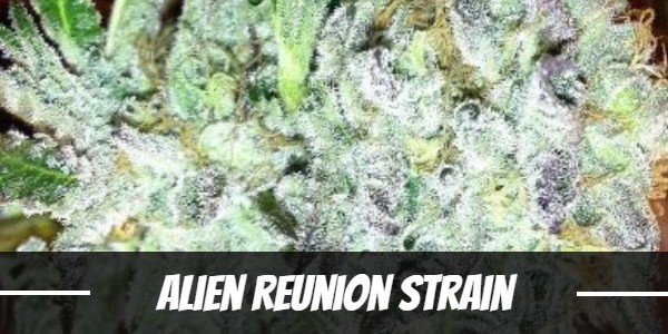 Alien Reunion Strain