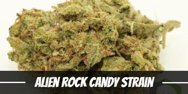 Alien Rock Candy Strain