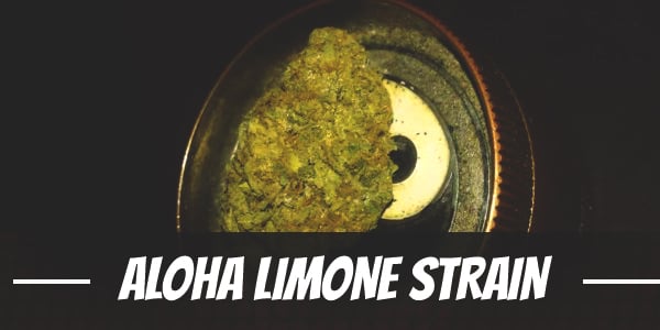 Aloha Limone Strain