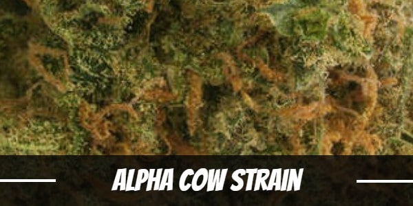 Alpha Cow Strain