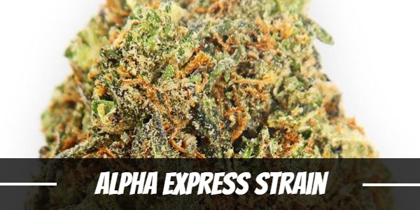 Alpha Express Strain