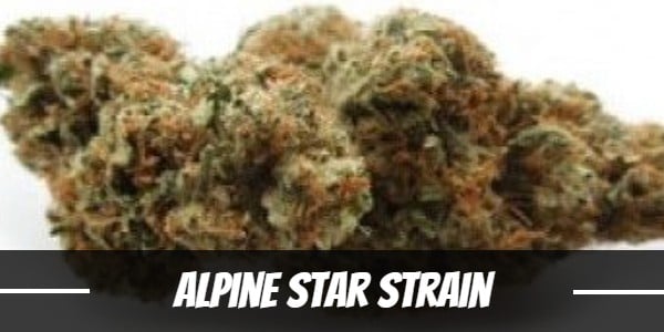 Alpine Star Strain