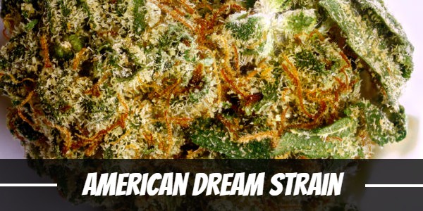 American Dream Strain