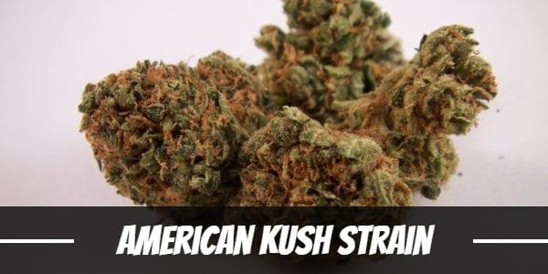 American Kush Strain