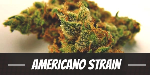 Americano Strain