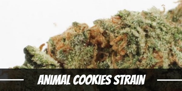 Animal Cookies Strain