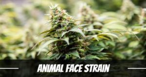 Animal Face Strain