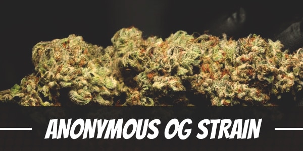 Anonymous OG Strain