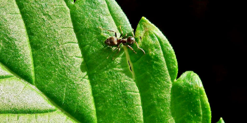 Ants on cannabis plants