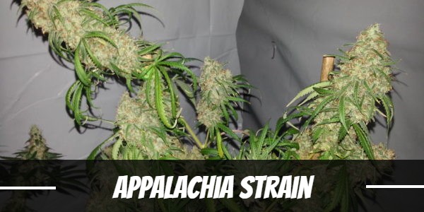 Appalachia Strain