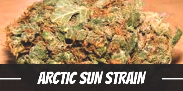 Arctic Sun Strain