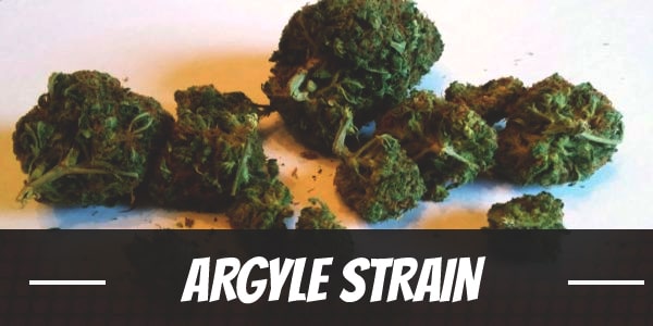 Argyle Strain