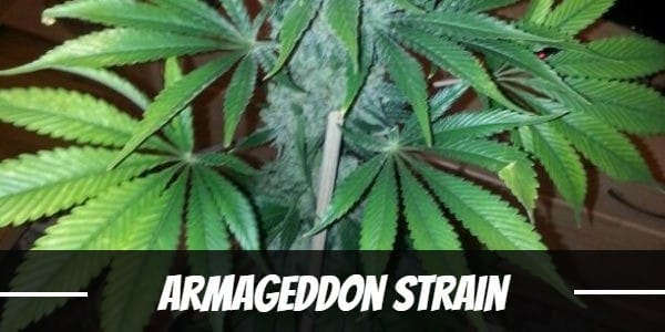 Armageddon Strain