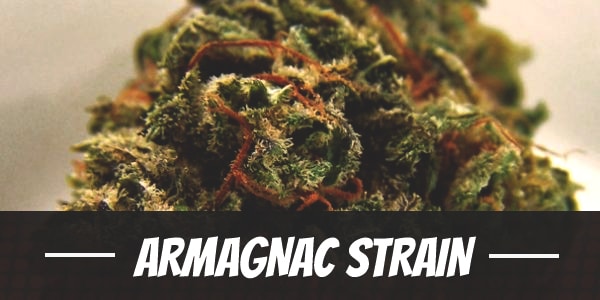 Armagnac Strain