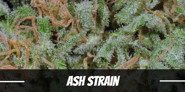 Ash Strain