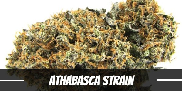 Athabasca Strain