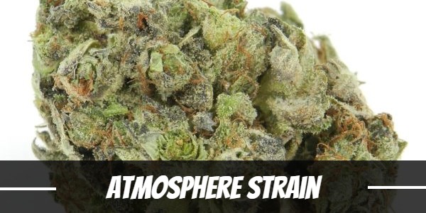 Atmosphere weed Strain