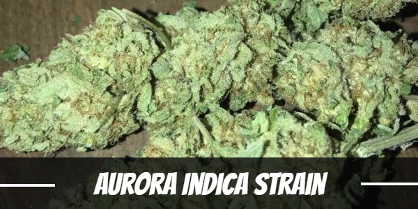 Aurora Indica Strain