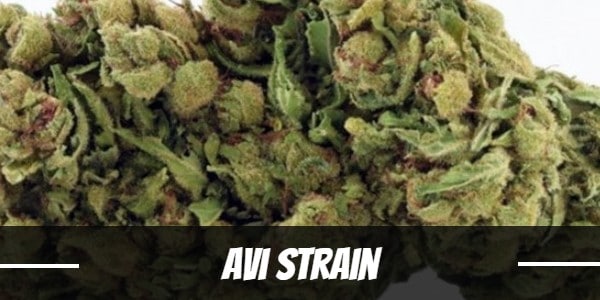 Avi Strain