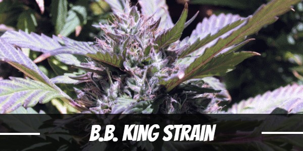 B.B. King Strain