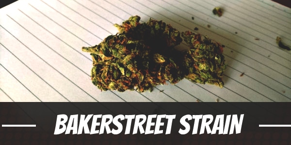 Bakerstreet Strain