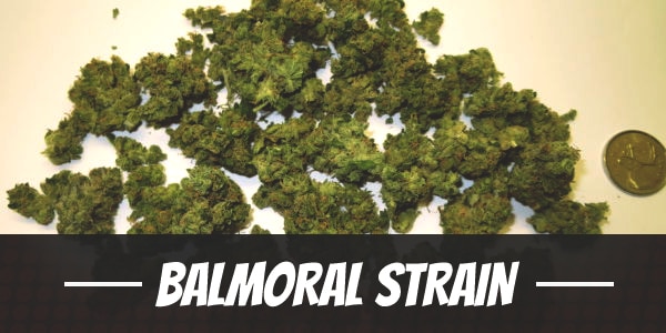 Balmoral Strain