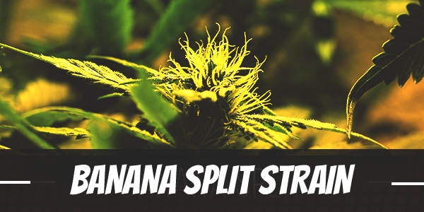 Banana Split Strain