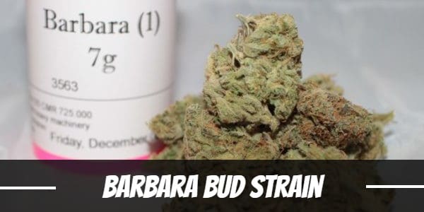 Barbara Bud Strain