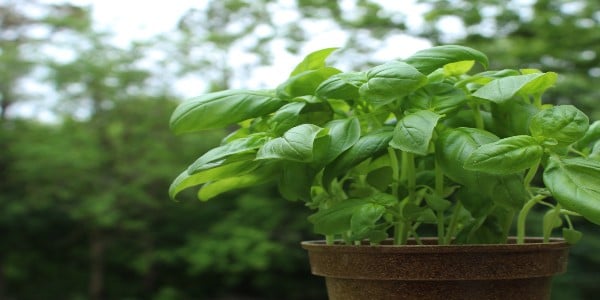 Growing Basil with marijuana plant