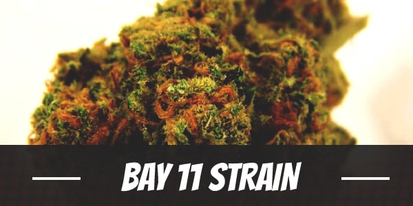 Bay 11 Strain