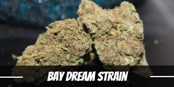 Bay Dream Strain