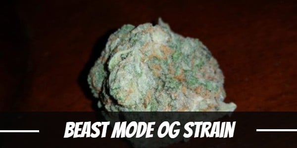 Beast Mode OG Strain