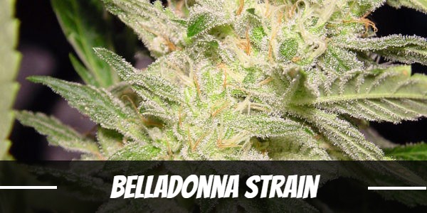 Belladonna Strain