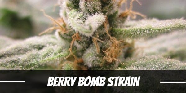 Berry Bomb Strain