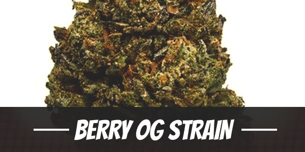 Berry OG Strain