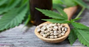 Best Feminized Seed Variety Packs