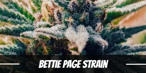 Bettie Page Strain