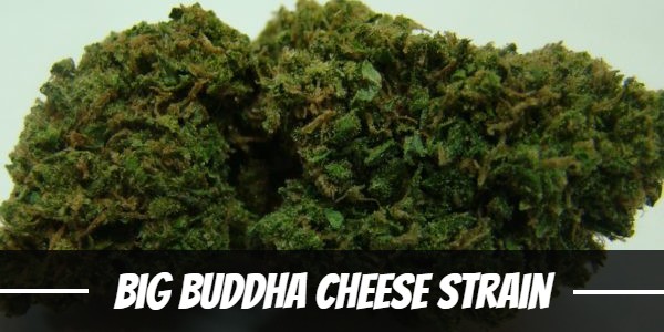 Big Buddha Cheese Strain