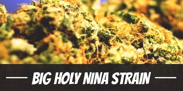 Big Holy Nina Strain